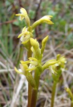 Coralroot Orchid.jpg