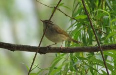 Arctic Warbler.jpg