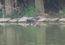 Common Moorhen.jpg