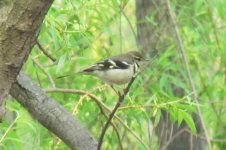 Forest Wagtail.jpg