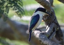 forest kingfisher.jpg