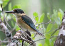 sacred kingfisher.jpg