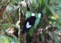 white winged robin.jpg