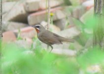 Siberian Rubythroat.jpg