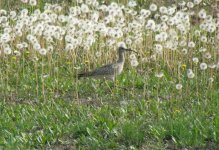 Whimbrel.jpg