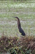 1113_Black Bittern.jpg