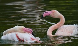 flamingos D800 kw850mm_DSC9068.jpg