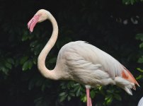 flamingo D800 kw850mm_DSC8579.jpg