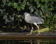 bc night heron D800 kw850mm_DSC8923.jpg