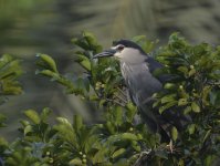 bc night heron D800 kw850mm_DSC9153.jpg