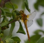 sympetrum_1.jpg