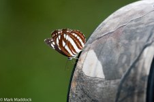 1300_Lens & Butterfly.jpg