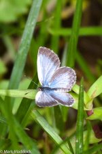 1312_Blue butterfly.jpg