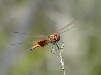 Dragonfly.JPG