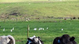 Cattle Egrets 023.JPG