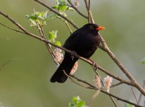 black-bird.jpg