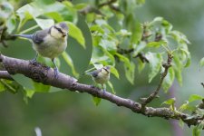 Blue Tit 120617 IMG_6198.jpg