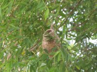 Chinese Penduline Tit nest.jpg