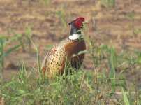 Common Pheasant.jpg