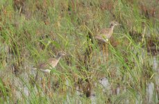 Common Redshank juv..jpg