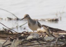 Common Sandpiper.jpg