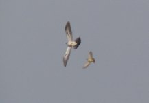 Eurasian Cuckoo and Oriental Reed Warbler.jpg