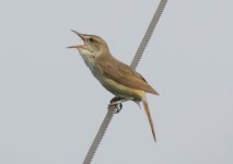 Manchurian Reed Warbler.jpg