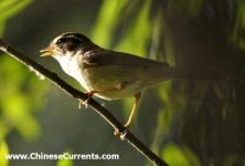 Radde's Warbler in full song.jpg