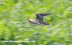 Pin-tailed Snipe.jpg