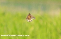Fan-tailed Warbler.jpg