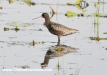 Spotted Redshank.jpg