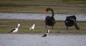 DSCN0621 Banded Stilt + B Swan, BW Stilt.jpg