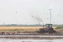 tractorbirds2.jpg