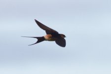 Red-rumped Swallow 120510 IMG_5076 WEB.jpg