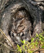 Eastern-Screech-Owl-Digiscoped.jpg