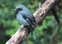 blackthroated robin.jpg