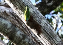 double fig parrot.jpg