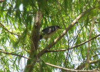 Chinese Sparrowhawk.jpg