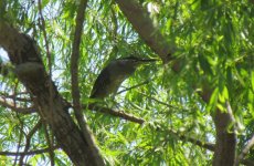 Striated Heron.jpg