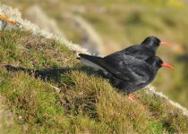 Chough best shot.jpg