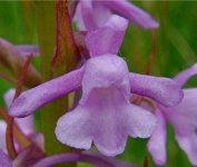 Fragrant flower 1.JPG