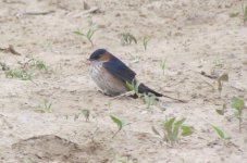 Red-rumped Swallow.jpg