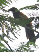 greater coucal.jpg