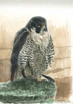 Peregrine-study.jpg