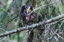 Reduced Tengmalm's Owl (juvenile).jpg