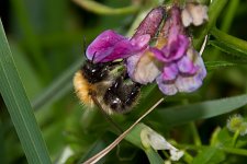 Common-Carder-Bumblebee.jpg