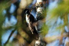 Reduced Three-toed Woodpecker (male).jpg