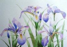 wild irises.jpg