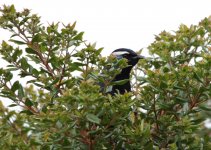 crested berrypecker.jpg