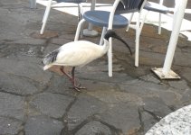 ibis.jpg